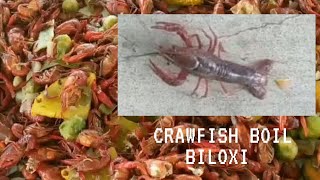 Lots of Fun at Crawfish Boil Biloxi Mississippi crawfishboil Biloxi [upl. by Vito144]