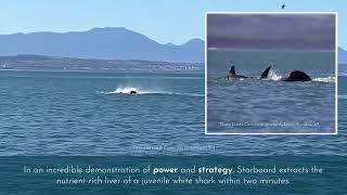 Killer Whale vs White Shark New Study Reveals Astonishing Predation Tactics [upl. by Autrey]