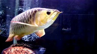 紅尾金龍與花羅漢混養缸  RTG Arowana amp My HybridAmerican Cichlids Comm Tank [upl. by Ewold]