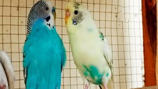 Happy Budgie Sounds [upl. by Pejsach]