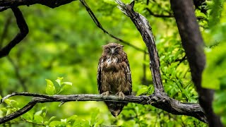 spotted owlet in the bruhad Gir [upl. by Fauman]