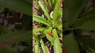 Bromelia es un género tropical americano de plantas de la familia Bromeliaceae flowers [upl. by Frasquito]