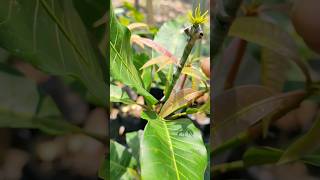 propagation mango tree by grafting amp feeding seedlings EP544 satisfyingvideo [upl. by Ellenuahs]