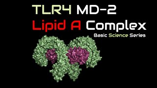 Tolllike receptor 4  LPS  Lipid A  MD2  Endotoxin  Immune System  Basic Science Series [upl. by Ajax]