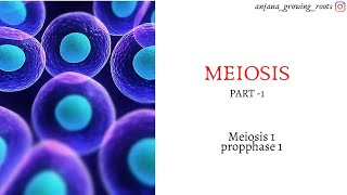 MEIOSIS  Malayalam  Meiosis 1  Prophase 1 Leptotene  Leptonema  Zygotene  Zygonema [upl. by Enelym]