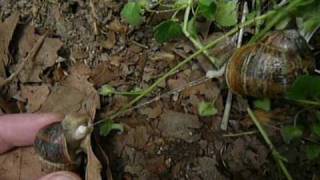 Snails Mating  Helix aspersa Reproduction [upl. by Darrell]