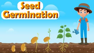 Science  Germination Of Seed  English [upl. by Icart]