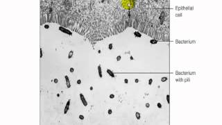 Prokaryotic Cell Structures Part 2 [upl. by Leta]