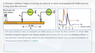 Exercice neurophysiologie bac svt [upl. by Ellennej]