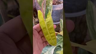 Philodendron Billietiae Variegated  philodendronbillietiaevariegated [upl. by Nahamas]