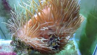 How to get your Clownfish to host an Anemone [upl. by Antonia457]