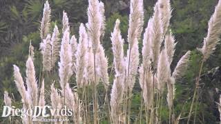 Cortaderia selloana pampas grass Poaceae Capim dos Pampas [upl. by Eylhsa]