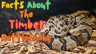 Amazing Timber Rattlesnake Facts You Didnt Know [upl. by Nazario]