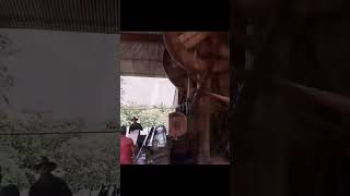 Wood veneer machine woodworking oldmachine woodwork machinery woodveneer wood ingenious tv [upl. by Namie498]