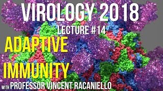 Virology Lectures 2018 14 Adaptive Immunity [upl. by Eanyl]