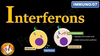 Interferons INFα INFβ and INFγ FLImmuno07 [upl. by Akitan]