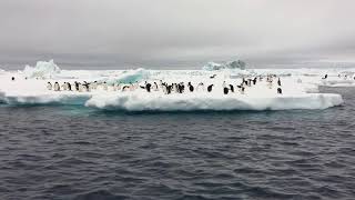 Danger Islands Antarctica [upl. by Uwkuhceki759]