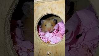 Hamster। cute hamster [upl. by Namruht]