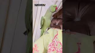 Humara rio kiya app ka Perrotb aysii batainn karta hai  ytshorts pets pet [upl. by Letnahs]