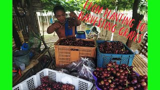 From planting to harvesting grapes [upl. by Auqenahc934]