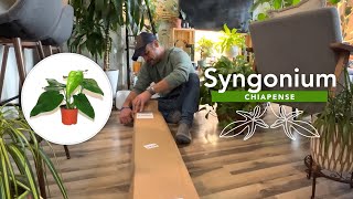 Houseplant Unboxing Syngonium chiapense [upl. by Annmarie]