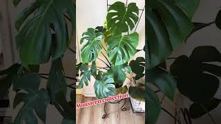 Monstera collection plants monsteradeliciosa thaiconmonstera [upl. by Animsay]