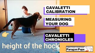 Cavaletti Calibration Measuring Your Dog [upl. by Clinton979]