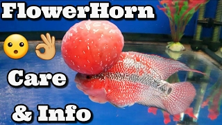 FlowerHorn Fish Care amp Information WARNING GRAPHIC [upl. by Ennylyak161]