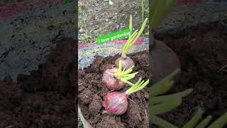 Simple onions planting [upl. by Cousin210]