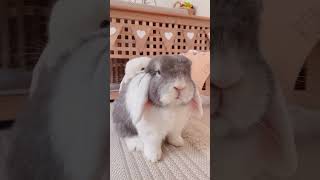 Bunnies are boss 🙊 Funny Bunny  Funny Pets [upl. by Maryjo]