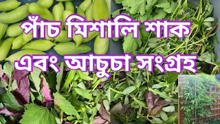 Harvesting Achocha Tree Spinach Buffalo Spinach amp brahmi shak 2024আচুচাভাতুয়াহেলেঞ্চা ও ঘী শাক [upl. by Joerg530]