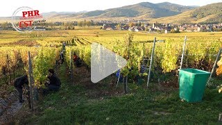 Les vendanges tardives du Domaine Stirn [upl. by Alvie364]