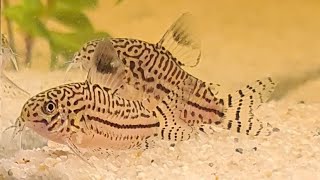 2 Corydoras Julii breeding laying eggs amp harvest [upl. by Trevethick371]