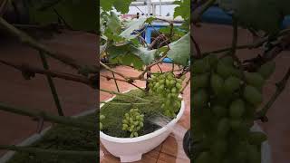 Bonsai anggur by container garden indonesia [upl. by Jdavie]