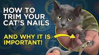 How To Trim Your Cats Nails  VetVid Cat Care Video [upl. by Akerue]