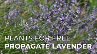 Plants for Free How to Propagate Lavender from cuttings [upl. by Martelle]