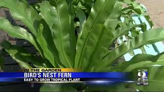 In the Garden Tips on growing a Birds Nest Fern [upl. by Eikcor316]