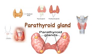 histology of parathyroid gland [upl. by Eenram]