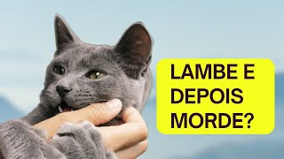 POR QUE o gato LAMBE e depois MORDE Entenda os motivos [upl. by Roberson]