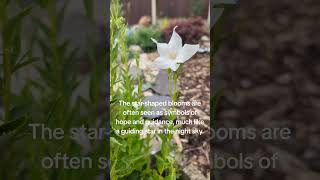 Platycodon grandiflorus  balloon flowers significance ⭐ [upl. by Kremer567]