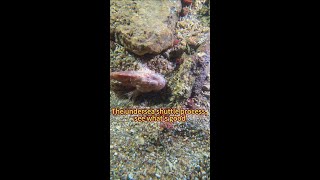 Shuttling in the water and seeing eels is interesting [upl. by Arnulfo]