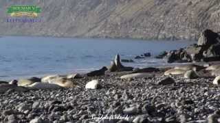 Guadalupe Island [upl. by Gilligan179]