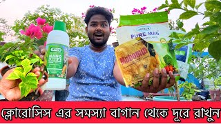 বাগানবিলাসের ক্লোরোসিস এর সমস্যা ও সমাধান  Chlorosis Problem and Solutions [upl. by Negaem]