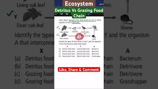 Ecosystem I Detritus vs Grazing Food Chain [upl. by Trebliw156]