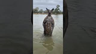 KANGAROO🦘 attacks DOG 🐕 😱 dog kangaroo dogsavekangaroo funnyvideos [upl. by Hamann]