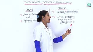 BIOLOGY 6 3 6 DIFFERENCES BETWEEN DNA AND DNase [upl. by Daph]