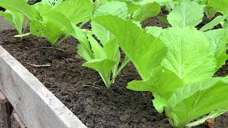 a new way to grow Brassica juncea [upl. by Newmann]