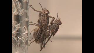 Tsetse flies mating behavior Glossina morsitans morsitans [upl. by Ahset]