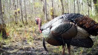 TURKEY GOBBLERS DRUMMING [upl. by Thom]