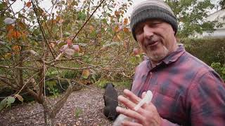 How To Prune Apricot Trees [upl. by Shien]